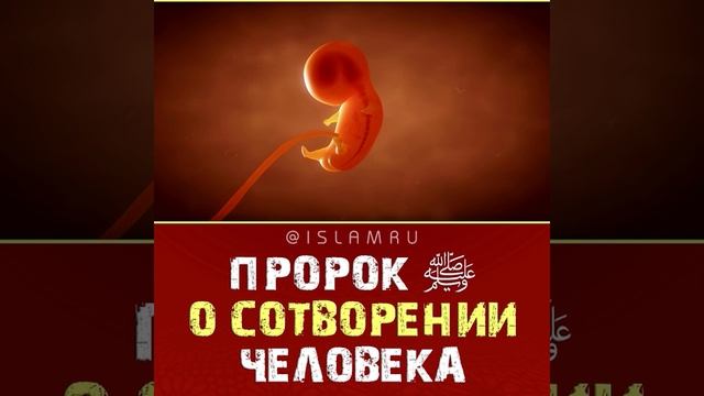 Пророк ﷺ о сотворении человека
