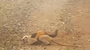 15 Moments Monkey Hunt Brutally by Other Animals