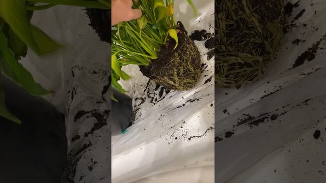 спатифиллум. Пересадка спатифиллума.