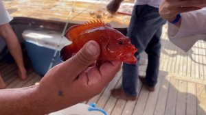 как менялся наш улов за 2 часа рыбалки в Хургаде