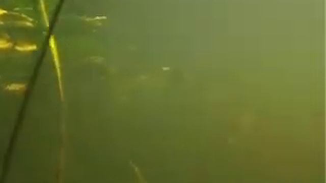 подводная охота в казахстане смотреть онлайн