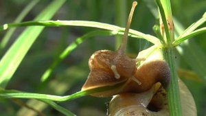 Лесная улитка