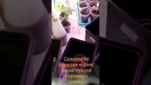Посадка Клематиса в технологические горшки до высадки в грунт.