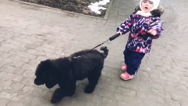 ПОЛИНА УХАЖИВАЕТ ЗА ПУДЕЛЕМ. смотреть онлайн