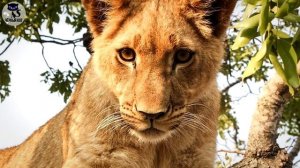АФРИКАНСКИЙ ЛЕВ самый большой хищник Африки / Интересные факты о животных