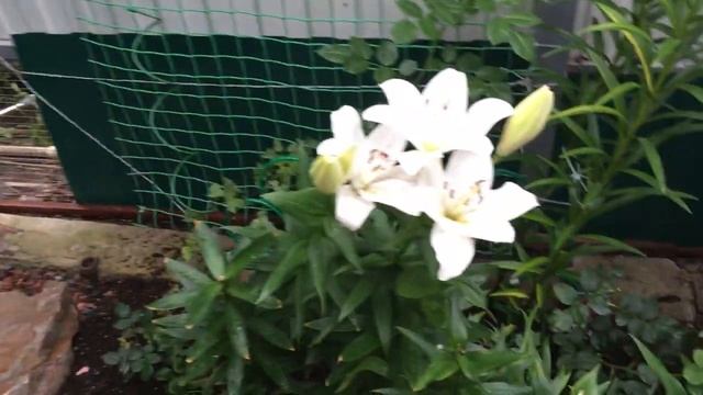 Розы в саду и лилии. Цветут первогодки. Название сортов роз! смотреть онлайн