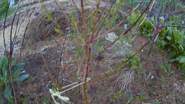 2 июня 2019г зацвели груши дача под Архангельском смотреть онлайн