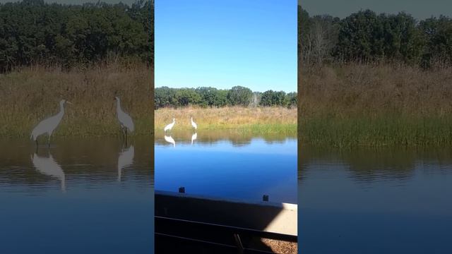 Cranes sing to the violin смотреть онлайн