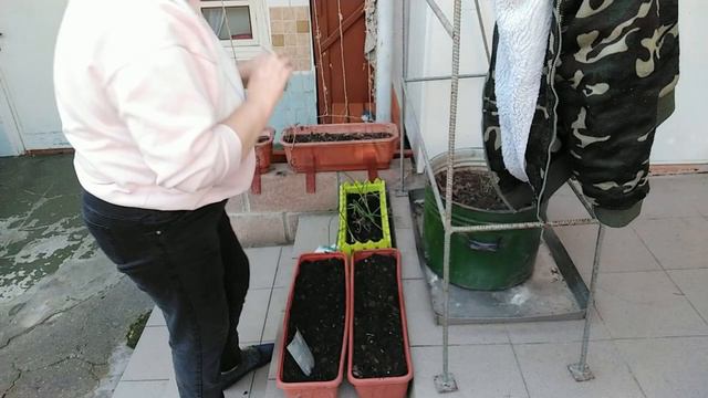 № 657 сею семена в надежде на чудо))) от.01.04.2023г.