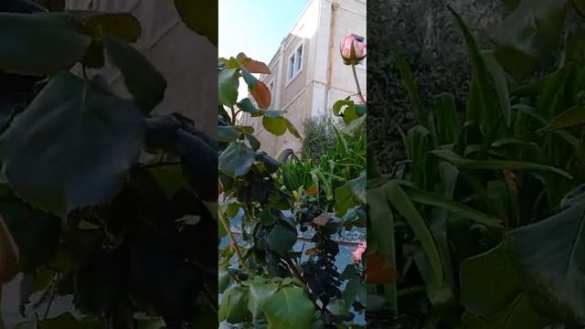 С днем жён-мироно́сиц !!!?? смотреть онлайн