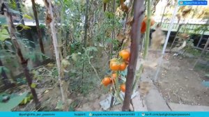 Как выглядит НАСТОЯЩИЙ ИТАЛЬЯНСКИЙ ОГОРОД