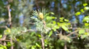 Видеоролик ДОЛ им. Павлика Морозова "Моё Забайкалье!"