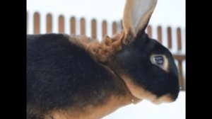 Кролики и их породы в нашем ЛПХ - слайд шоу. Загадка - НАЙДИ КОТА)))))