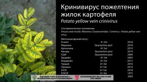 Кринивирус пожелтения жилок картофеля  (Potato yellow vein crinivirus)