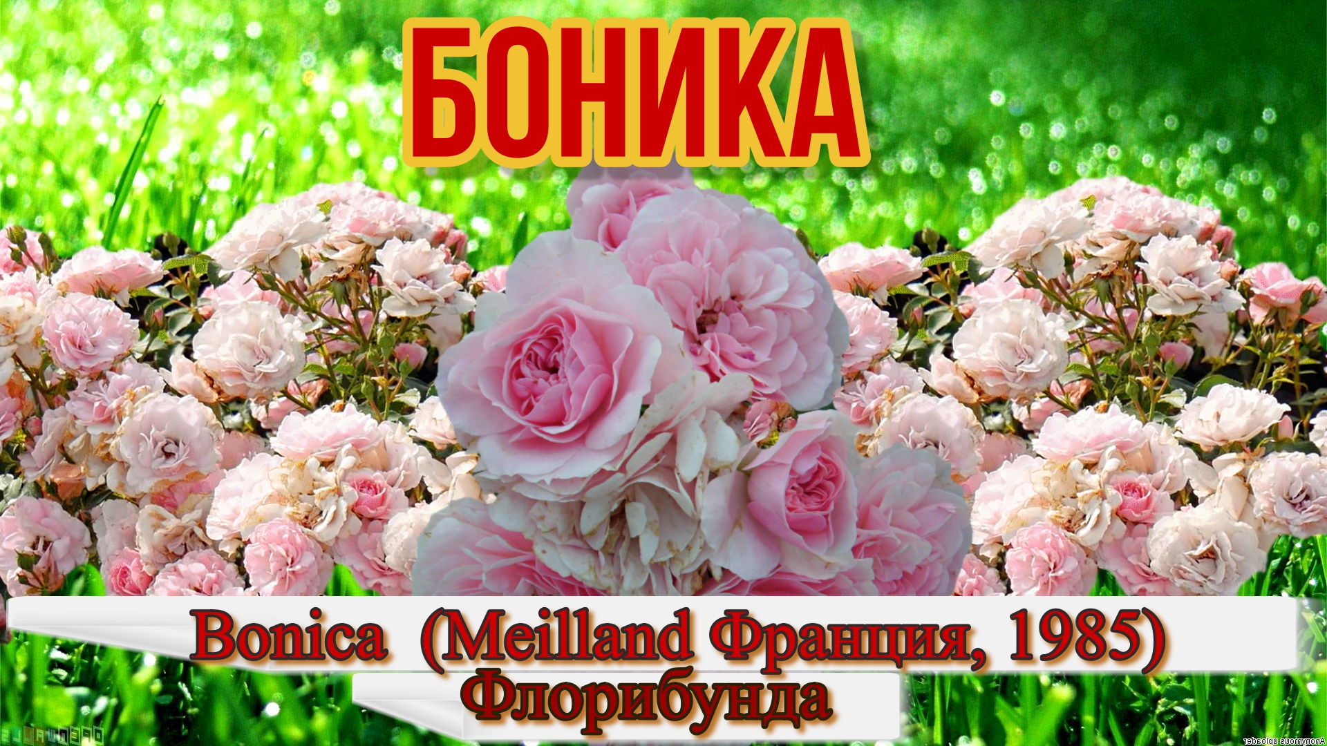 Роза  Боника (Флорибунда) - Bonica  (Meilland Франция, 1985)