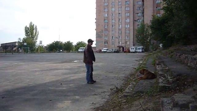 дрессировка шарпея смотреть онлайн