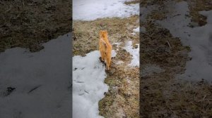Куда спешит кошка на даче прямо по снегу?