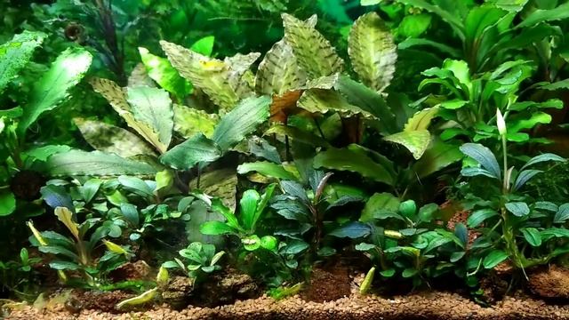 #relax#aquarium#tank#релакс Буцефаландры в моем аквариуме Bucephalandra aquarium Криптокарина Нури