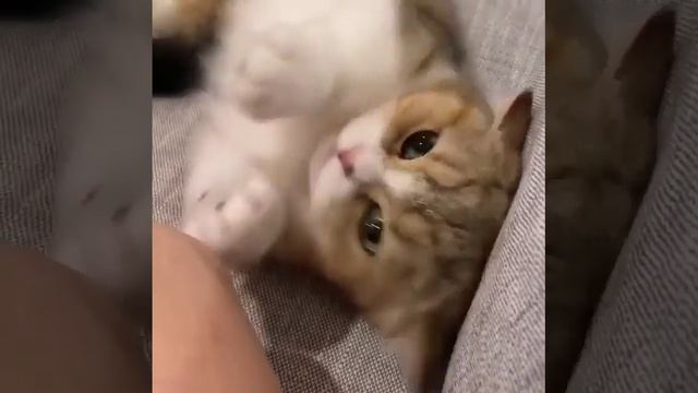 Котэ)
