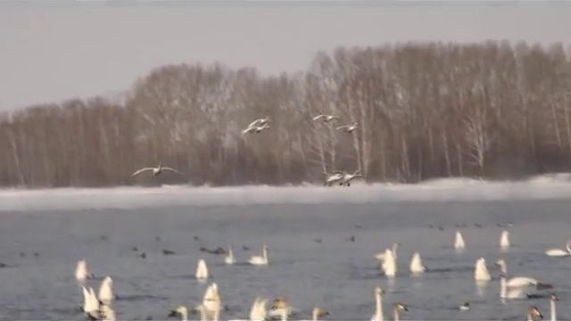 Лебединая песня смотреть онлайн