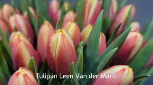 Tulipán Leen Van Der Mark - Florea.cz