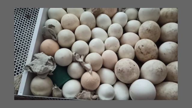 ИНГУШЕТИЯ/ СОВМЕСТНАЯ ИНКУБАЦИЯ КУРИНЫХ, ГУСИНЫХ, ИНДЮШИНЫХ, УТИНЫХ ЯИЦ в ИНКУБАТОРЕ ОВО-78/