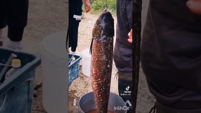 Совсем Белый, Белый АМУР, Река ИЛИ #fishing #активныйобразжизни