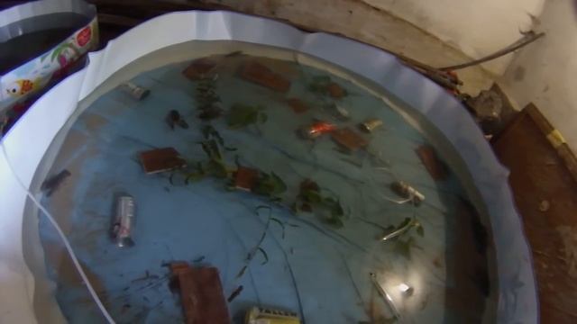 Выращивание раков в домашних условиях с минимальными затратами смотреть онлайн