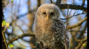 Неясыть длиннохвостая (Strix uralensis) - Ural owl