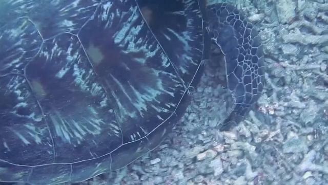 🐠Музыка чтобы уйти в себя🐠МОРСКАЯ ЖИЗНЬ🐠КАК ПОДНЯТЬ НАСТРОЕНИЕ ЗВКИ ОКЕАНА🐠