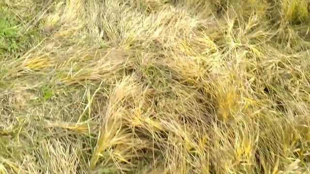 Железный коп с элементами чешуи. МД Пират. смотреть онлайн