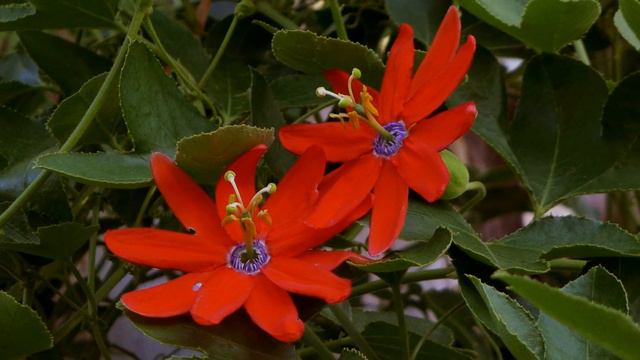 BEAUTIFUL RED FLOWERS FOR MY LOVE - ERNESTO CORTAZAR - THE SHADOW OF YOUR SMILE смотреть онлайн