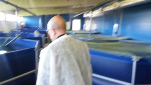 Выращивание форели и муксуна на рыбной ферме под Ригой