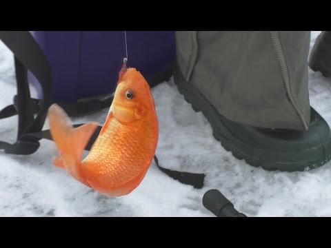 Красный карась и ловля плотвы. смотреть онлайн