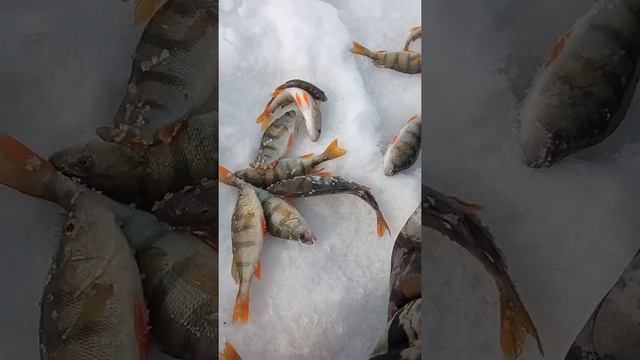 ловля окуня на золотом китате смотреть онлайн