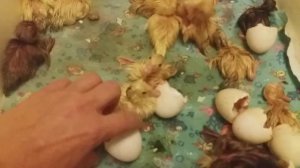 Начался вывод индоутят