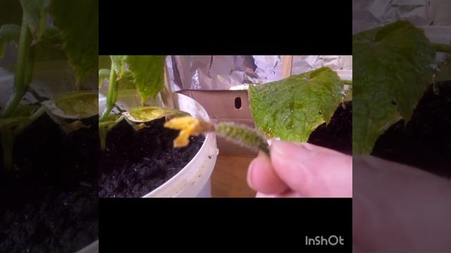 Огурцы в домашних условиях. смотреть онлайн