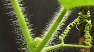 ✅ Не обрывай усики огурцов - почему резать огуречные усы вредно