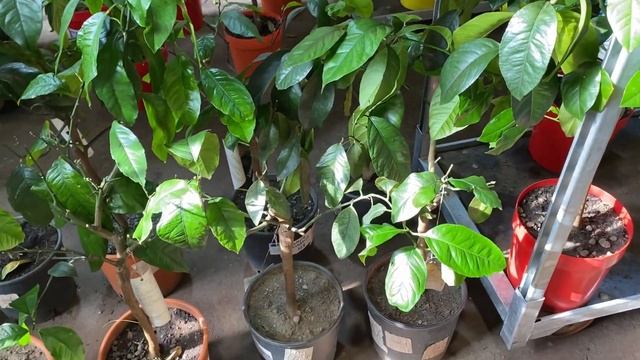 Обзор цитрусов: вариегатные лимоны, Эврика Пинк и Джало смотреть онлайн