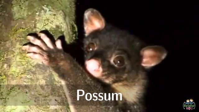 Australian animals for kids: pronunciation in English (with videos) смотреть онлайн