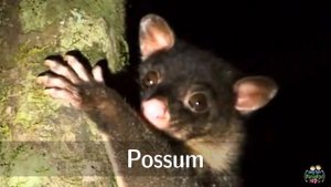 Australian animals for kids: pronunciation in English (with videos)