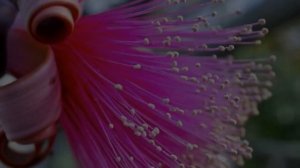 Самые Необычные Цветы Мира / Удивительная Подборка