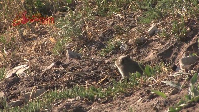 Охота манула смотреть онлайн