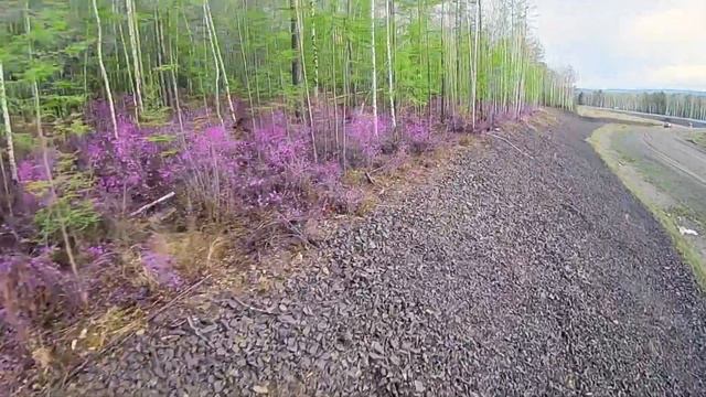 Рододендрон Даурский (Багульник)/Rhododendron dauricum. Сковородино, май 2020года.