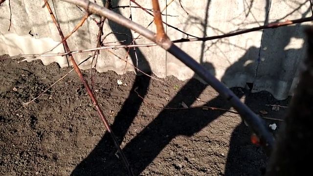 ПРИВИВКА ПЕРСИКА НА АБРИКОС ВЕСНОЙ