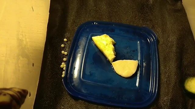 Пересилила улиток на маты! Кладка яиц! смотреть онлайн