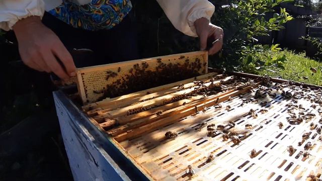 Ньюансы при откачке мёда в дыухматочных ульях смотреть онлайн