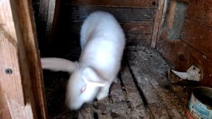 крольчиха не беременеет. почему?