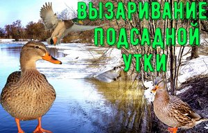 Как подготовить подсадную к сезону охоты?/Полный процесс подготовки УТКИ к охотничьему сезону!