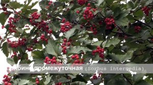 рябина промежуточная